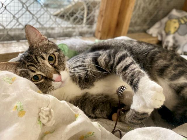Two tabby kittens snuggle on bedding, peeking at the camera in a cozy indoor spot.