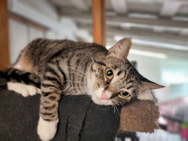 A spotted tabby cat with big yellow eyes rests on a person&rsquo;s lap indoors, looking curious and relaxed.