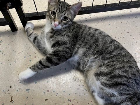 A gray tabby kitten lounges on a tiled patio beside a metal fence, looking up with big eyes.