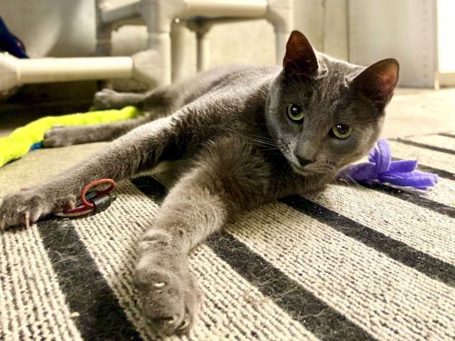 A gray cat lounges on a couch, wearing a collar with a red tag and batting a small purple plush toy around the room.