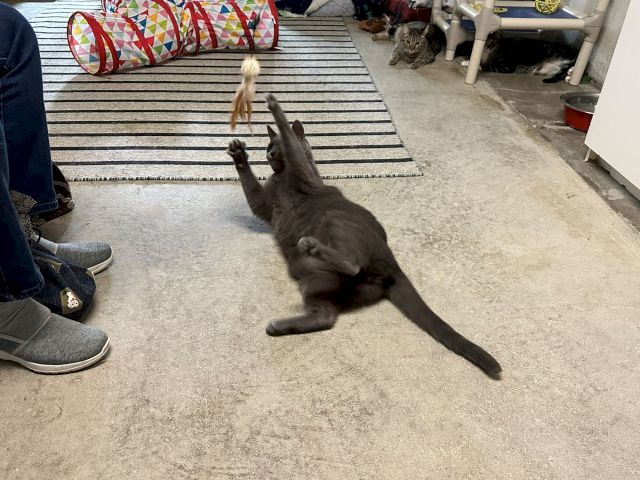 A gray cat chases a feather toy on a striped rug while another tabby watches from the doorway, in a cozy indoor room.