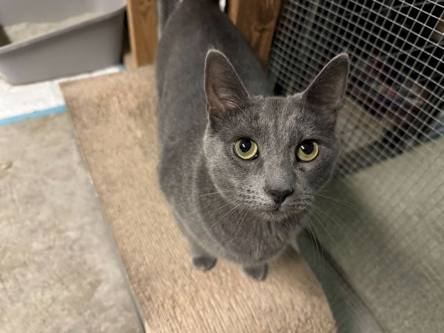 A curious grey cat peeks through a mesh enclosure, giving wide green eyes from close up.