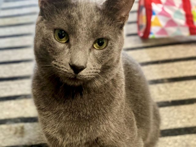 A gray tabby cat with bright green eyes sits on a porch step, staring straight into the camera with a curious look.