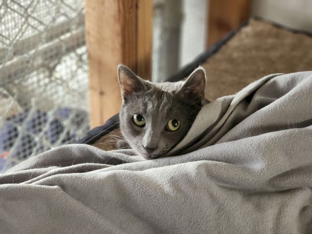 A gray cat peeks out from under a cozy blanket, relaxing in a sunlit room.