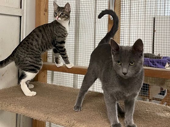 Two grey cats perch on a raised wooden shelf inside a cat enclosure, one crouched watching while the other stands with tail up.
