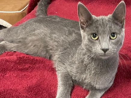 A gray cat lounges on a red blanket, looking alert with bright green eyes.