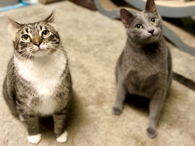 Two tabby cats sit on a beige carpet, looking up with alert, curious faces.