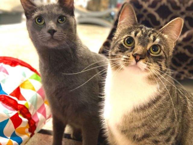 Two gray cats pose on a colorful blanket in a cozy room, looking at the camera.