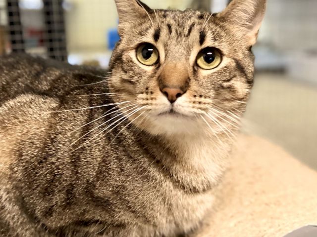 A close-up of a tabby cat&rsquo;s face with big blue eyes and perked ears, sitting indoors on a bed or couch.