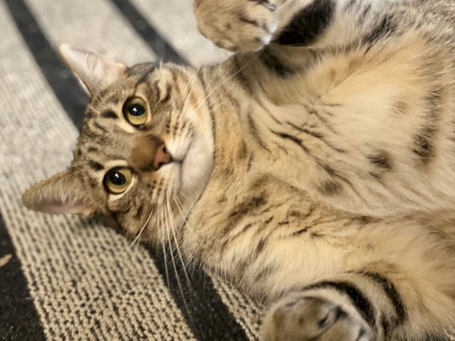 Two tabby kittens cuddle on a striped couch, one lying with big curious eyes while the other rests behind its sibling.