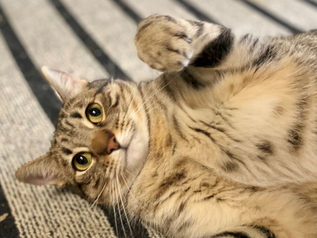 Two tabby kittens cuddle on a striped couch, eyes wide and sleepy in the sunshine.