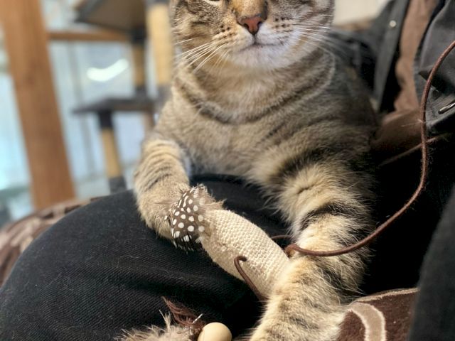 A tabby cat lounges on a couch, big green eyes and a paw stretched out, with a calm curious expression.