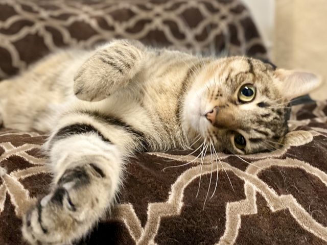 A tabby kitten sprawls on a patterned blanket, blinking with big eyes.