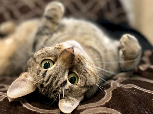 A close-up of a tabby cat with huge eyes lying on a couch, with another cat in the background, watching.