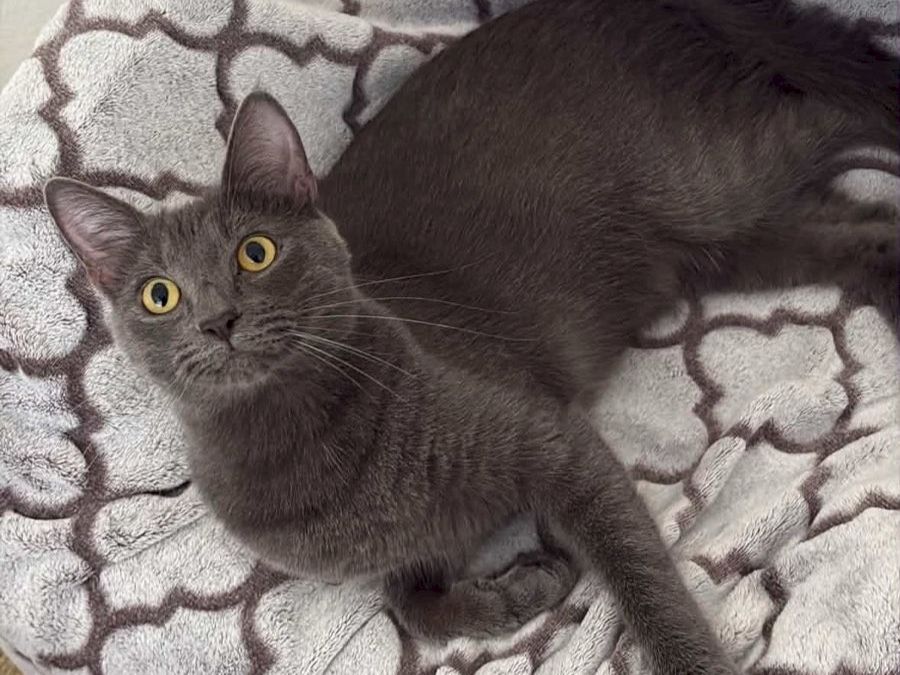 A gray kitten with yellow eyes naps on a patterned blanket beside a larger gray cat.