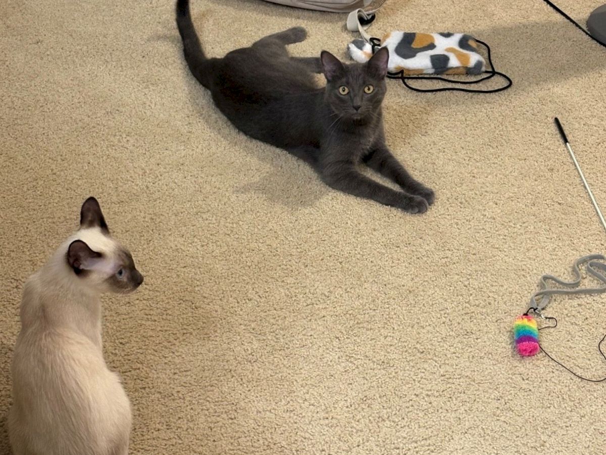 Two cats on a carpet&mdash;one dark cat lounging beside a toy, while a cream cat watches from the left.