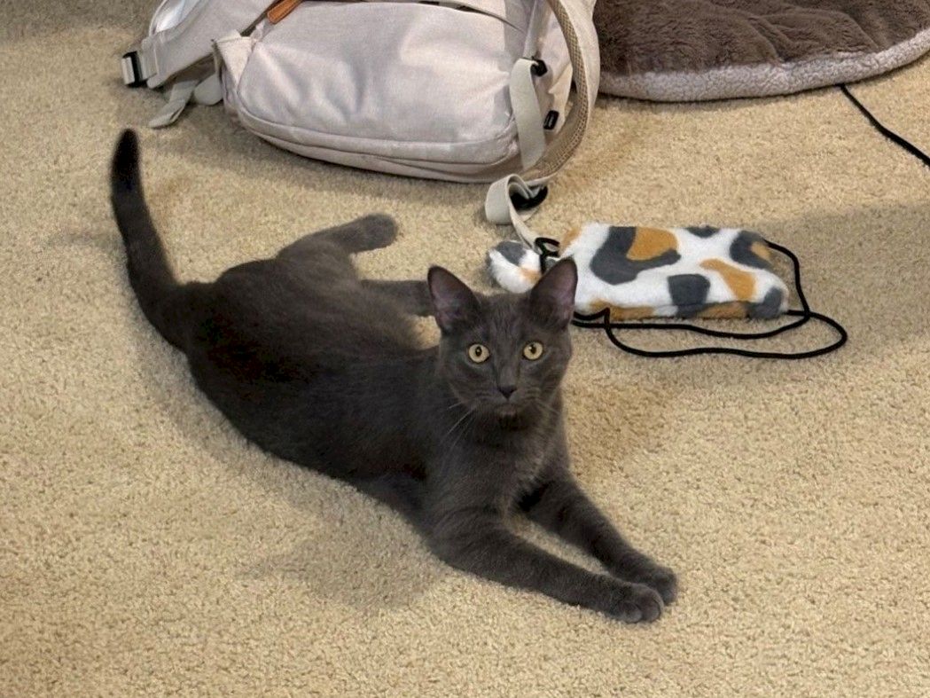 A gray cat lounges on a carpet near a white bag and a bed warming pad with a playful kitten pattern, looking curious.