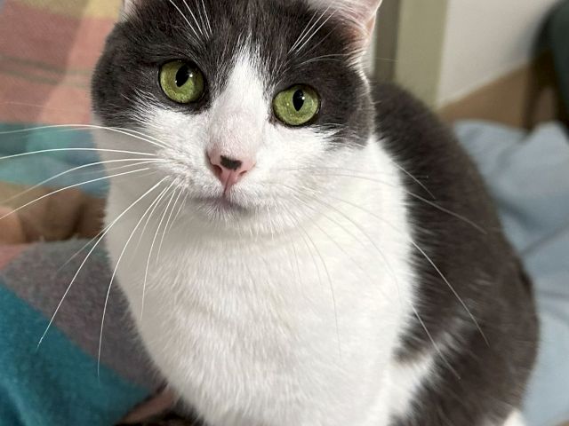 A gray-and-white cat with bright green eyes stares up close from a couch, ears perked and whiskers forward.