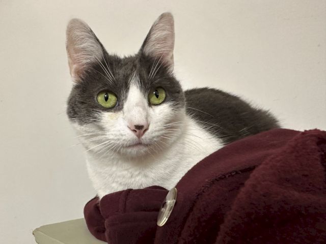 A gray-and-white cat with bright green eyes lounges on a burgundy blanket, staring at the camera.