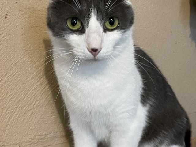 A black-and-white cat with bright green eyes sits indoors, staring at the camera.