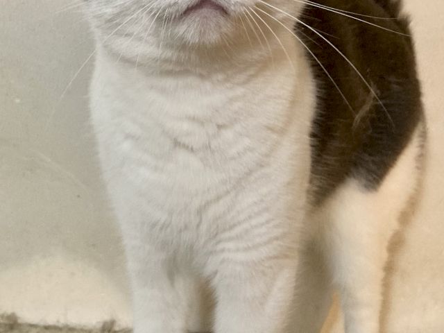 A gray-and-white tabby cat with big green eyes sits on carpet, looking straight at the camera.