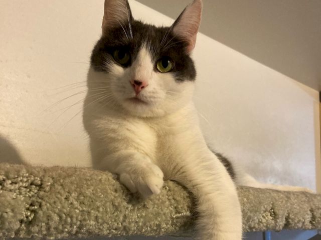 A curious black-and-white cat with green eyes lounges on a carpeted cat tree near the wall.