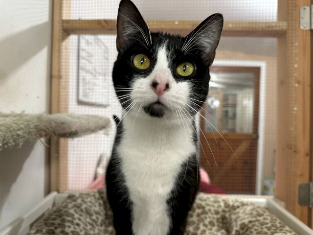 A black-and-white cat with bright green eyes sits in a pet enclosure, staring up with curious whiskers.