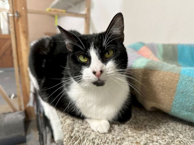 A close-up of a black-and-white cat with green eyes, resting on a cushioned perch.