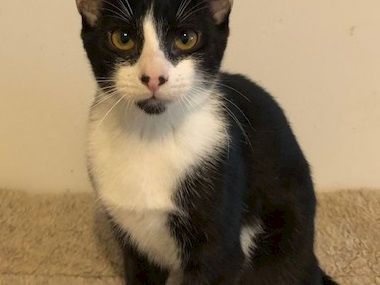 A black-and-white cat with yellow eyes sits upright on a beige surface, looking at the camera.