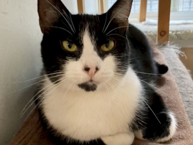 A black-and-white cat with yellow eyes lounges on a blanket indoors, looking at the camera.