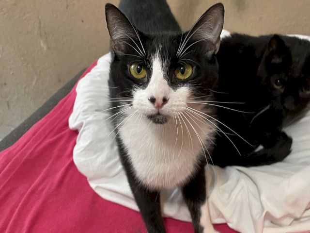 A black-and-white cat with yellow eyes sits on a pink-and-white blanket, staring at the camera.