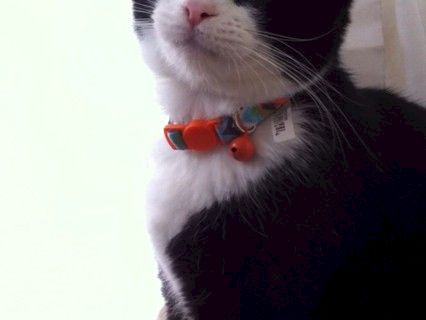 A black-and-white cat sits indoors, wearing a small colorful collar tag and looking toward the camera.