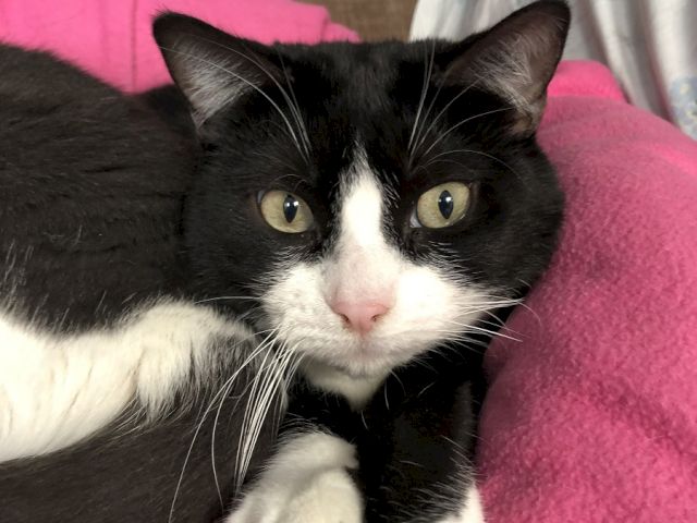A black-and-white cat lounges on a bright pink blanket, gazing up with big round eyes.