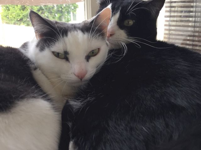Two cats&mdash;one white-and-gray, one black-and-white&mdash;are cuddled up together, gazing toward the camera, in a sunny window spot.
