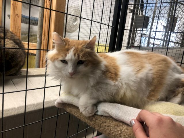 A fluffy orange-and-white cat lounges in a metal enclosure while a hand gently pets it on a blanket.