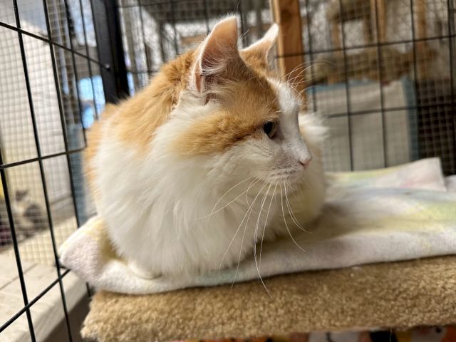 A ginger-and-white cat lounging in a pet enclosure, looking off to the side with relaxed ears.
