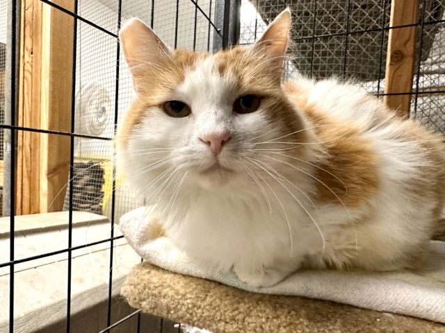 A fluffy white-and-orange cat lounges on a cushion inside a fenced enclosure, looking calmly at the camera.