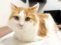 A white-and-orange cat sits calmly, looking straight at the camera from a chair.