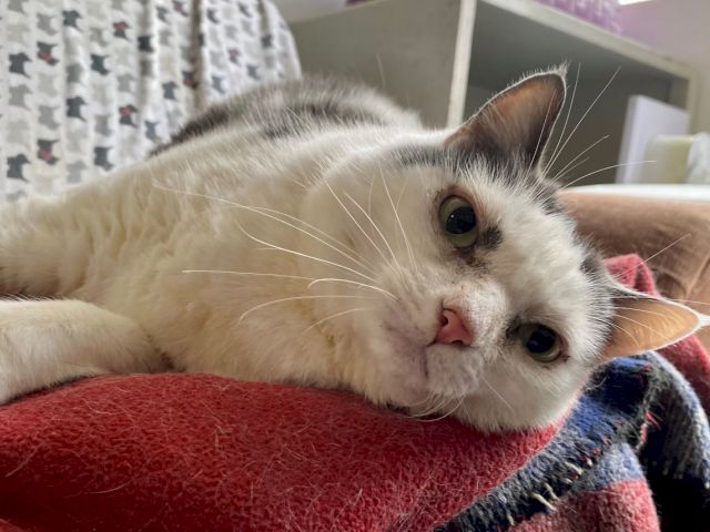 A fluffy gray-and-white kitten lounges on a couch, resting its chin and looking curiously toward the camera.