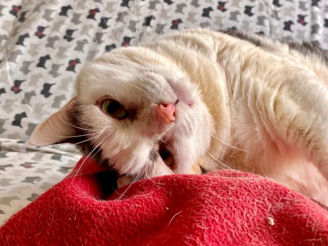 A cream-colored cat lounges on a red blanket, looking relaxed against a patterned fabric background.