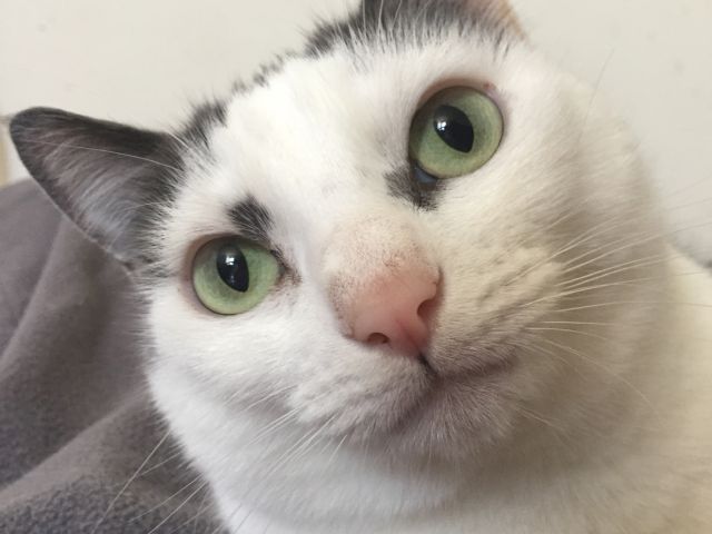 A close-up of a sleepy white-and-gray cat with green eyes resting on a gray blanket.