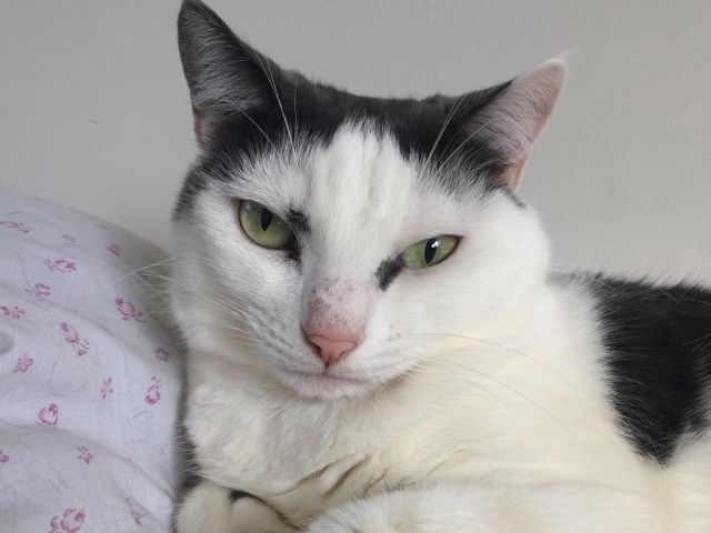 A black-and-white cat with green eyes rests on a light, floral blanket, looking slightly to the side.