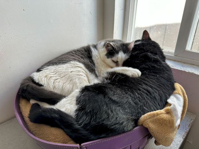 A grey-and-white cat curled up asleep, cuddling with another cat on a bed by a window.