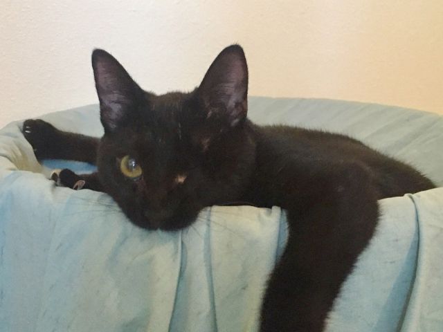 A black cat lounges on a bed, peering toward the camera.