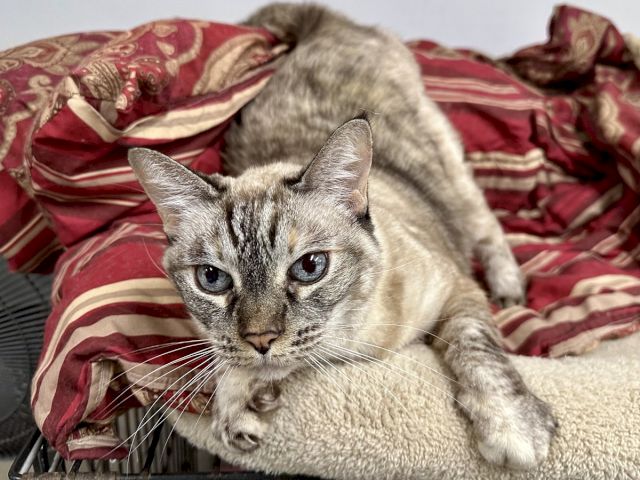 A gray tabby cat lounges on a red-patterned bedspread, looking straight at the camera with calm, curious eyes.