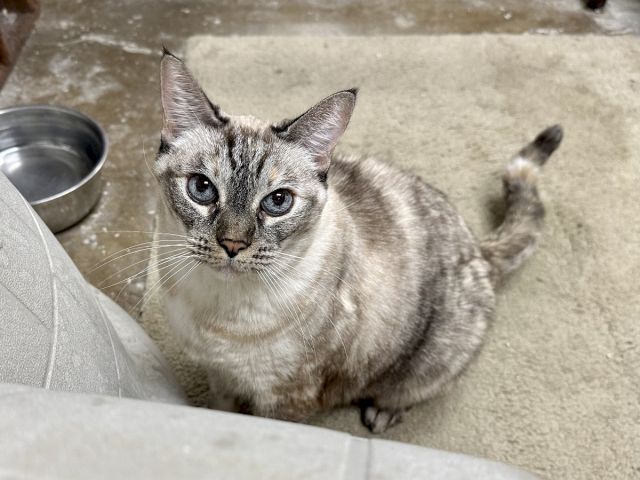 A gray tabby cat sits on a tiled floor near a metal bowl, looking up with wide, curious eyes.