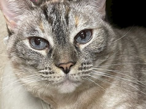 A close-up of a gray tabby cat with blue eyes, looking up from a blanket or seat.