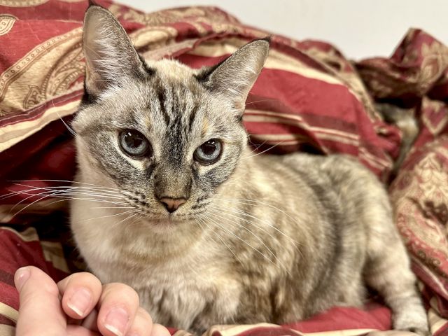 A Siamese/tabby cat with big eyes lies on a red patterned blanket while a hand pets it.