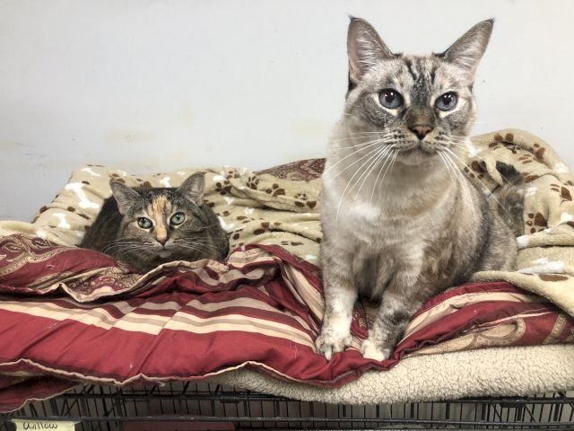 Two cats lounge on a patterned blanket on a bed, staring at the camera with curious, relaxed expressions.