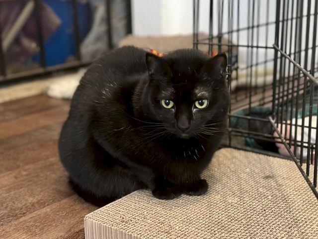 A black cat peers out of a cage, with bright yellow-green eyes.